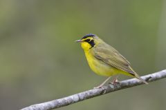 Kentucky Warbler, Geothlypis formosa