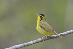 Kentucky Warbler, Geothlypis formosa