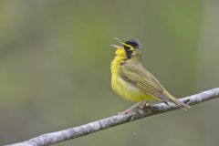 Kentucky Warbler, Geothlypis formosa