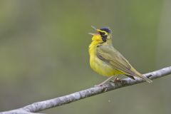 Kentucky Warbler, Geothlypis formosa