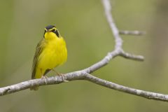 Kentucky Warbler, Geothlypis formosa