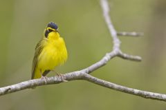 Kentucky Warbler, Geothlypis formosa