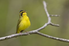 Kentucky Warbler, Geothlypis formosa