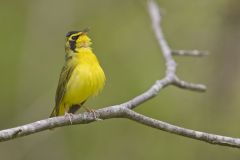 Kentucky Warbler, Geothlypis formosa