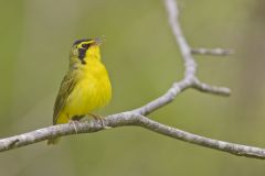 Kentucky Warbler, Geothlypis formosa