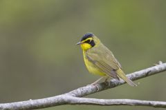 Kentucky Warbler, Geothlypis formosa