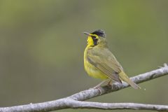 Kentucky Warbler, Geothlypis formosa