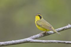 Kentucky Warbler, Geothlypis formosa