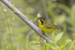 Kentucky Warbler, Geothlypis formosa