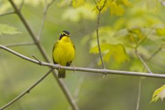 Kentucky Warbler, Geothlypis formosa