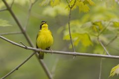 Kentucky Warbler, Geothlypis formosa