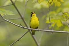 Kentucky Warbler, Geothlypis formosa