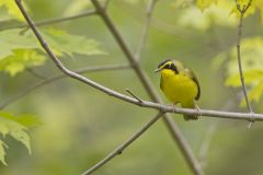 Kentucky Warbler, Geothlypis formosa