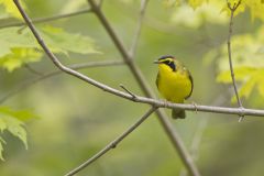 Kentucky Warbler, Geothlypis formosa