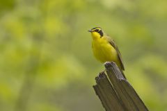 Kentucky Warbler, Geothlypis formosa