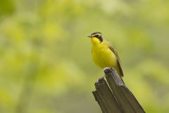 Kentucky Warbler, Geothlypis formosa