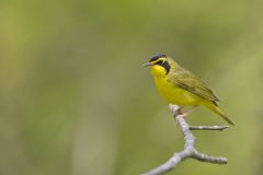 Kentucky Warbler, Geothlypis formosa