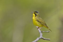 Kentucky Warbler, Geothlypis formosa