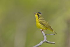 Kentucky Warbler, Geothlypis formosa