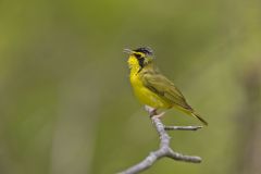 Kentucky Warbler, Geothlypis formosa