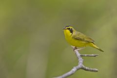 Kentucky Warbler, Geothlypis formosa