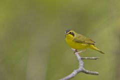 Kentucky Warbler, Geothlypis formosa