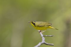 Kentucky Warbler, Geothlypis formosa