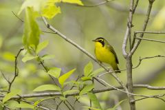 Kentucky Warbler, Geothlypis formosa