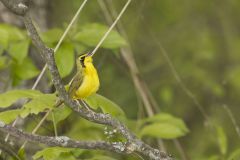 Kentucky Warbler, Geothlypis formosa