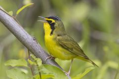 Kentucky Warbler, Geothlypis formosa