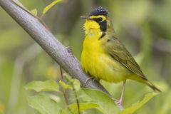 Kentucky Warbler, Geothlypis formosa