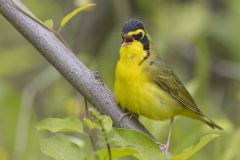 Kentucky Warbler, Geothlypis formosa