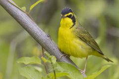 Kentucky Warbler, Geothlypis formosa