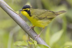 Kentucky Warbler, Geothlypis formosa