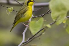 Kentucky Warbler, Geothlypis formosa