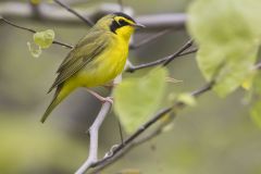 Kentucky Warbler, Geothlypis formosa