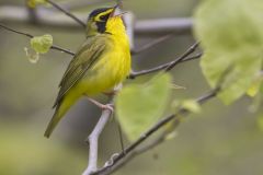 Kentucky Warbler, Geothlypis formosa