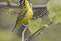 Kentucky Warbler, Geothlypis formosa