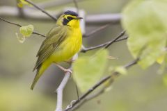 Kentucky Warbler, Geothlypis formosa