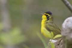 Kentucky Warbler, Geothlypis formosa