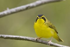 Kentucky Warbler, Geothlypis formosa