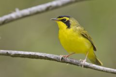 Kentucky Warbler, Geothlypis formosa