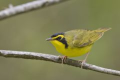 Kentucky Warbler, Geothlypis formosa