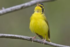 Kentucky Warbler, Geothlypis formosa