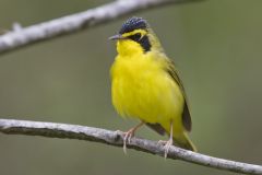 Kentucky Warbler, Geothlypis formosa