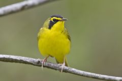 Kentucky Warbler, Geothlypis formosa