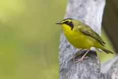 Kentucky Warbler, Geothlypis formosa