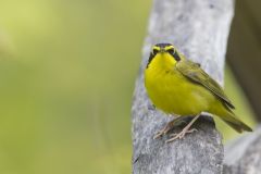 Kentucky Warbler, Geothlypis formosa