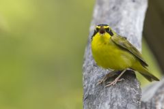 Kentucky Warbler, Geothlypis formosa