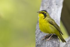 Kentucky Warbler, Geothlypis formosa